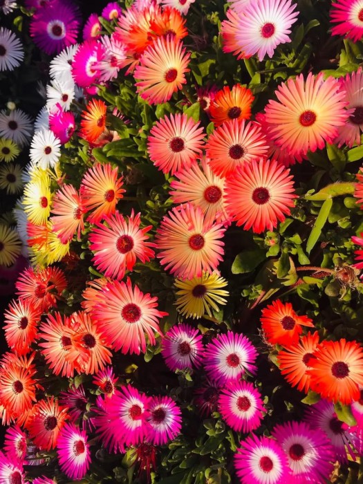Mesembryanthemum Heavens Mix
